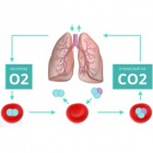 Как влияет уровень CO2 на самочувствие и работоспособность?